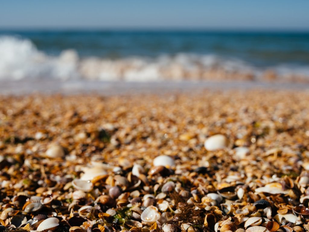 5 Best Places for Shelling Near Fort Myers, Florida